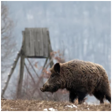 What you should know about hog hunting