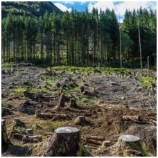 The problem of deforestation in Lithuania: challenges and solutions