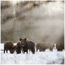 Opening of the boar hunting season