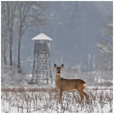 Roe deer hunting season