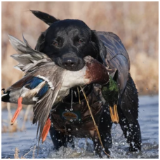 The role of dogs in hunting: a loyal partnership between man and dog